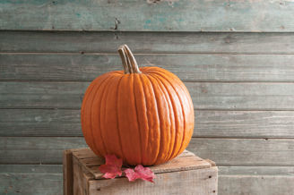 Picture of Pumpa Expert F1