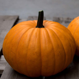 Picture of Pumpa Flatso F1