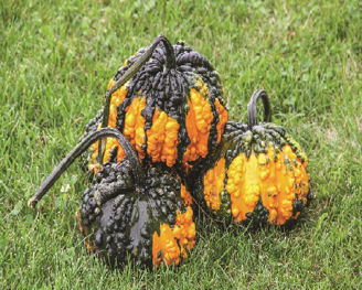 Picture of Pumpa Hoargarth F1