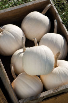 Picture of Pumpa Snowball F1