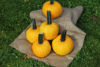 Picture of Pumpa Sunlight F1