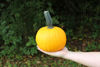 Picture of Pumpa Sunlight F1