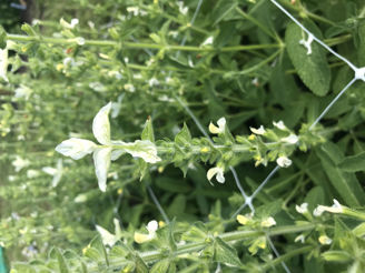 Picture of Salvia White Mist