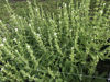 Picture of Salvia White Mist