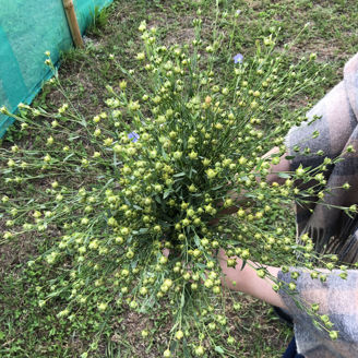 Picture of Linum Spånadslin
