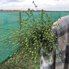 Picture of Linum Spånadslin