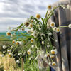 Picture of Ammobium White