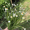 Picture of Ammobium White