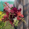 Picture of Antirrhinum Madame Butterfly Mix