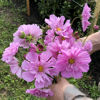 Picture of Cosmos Double Click Rose BonBon