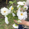 Picture of Cosmos Double Click Snow Puff