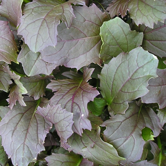 Picture of Mizuna Deep Red