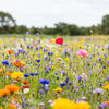 Picture of Semencos Blomsteräng