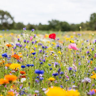 Picture of Semencos Blomsteräng
