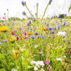 Picture of Semencos Blomsteräng