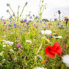 Picture of Semencos Blomsteräng