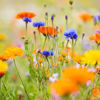 Picture of Semencos Blomsteräng