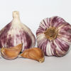 Picture of Vitlök Germidour