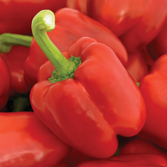 Picture of Paprika Gina