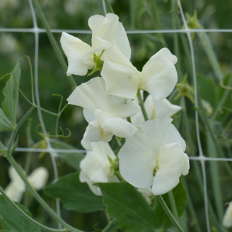 Picture of Lathyrus Spring Sunshine Cream