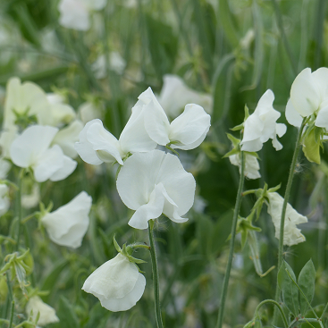 Picture of Lathyrus Spring Sunshine White