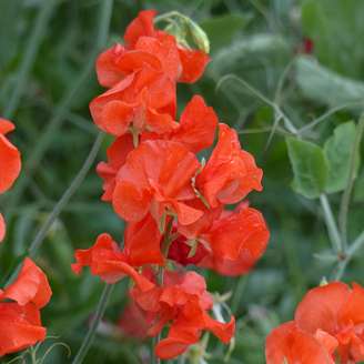 Picture of Lathyrus Spring Sunshine Orange