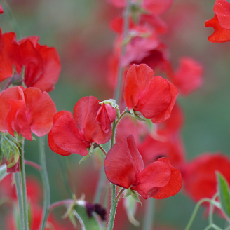 Picture of Lathyrus Spring Sunshine Scarlet