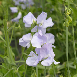 Picture of Lathyrus Spring Sunshine Light Blue