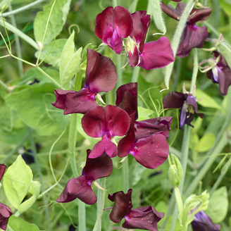Picture of Lathyrus Spring Sunshine Burgundy