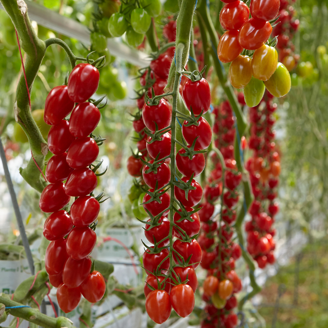 Picture of Tomat Corosol F1 GSPP