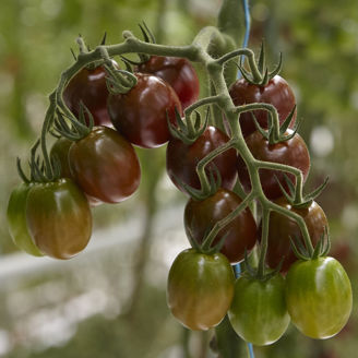 Picture of Tomat Gustelle F1 GSPP