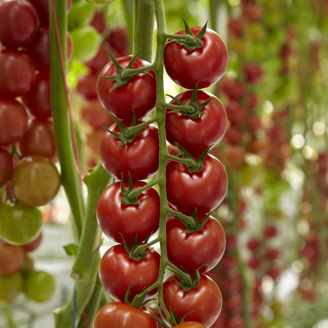Picture of Tomat Piccodona F1 GSPP