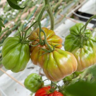 Picture of Tomat Gigawak F1 GSPP