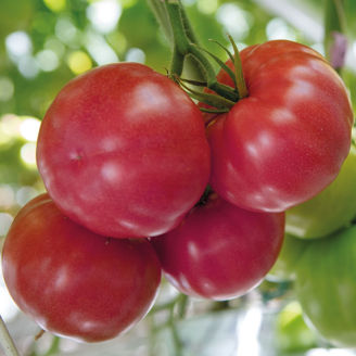 Picture of Tomat Maturbo F1  GSPP