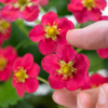 Picture of Jordgubbsplanta Rose 'Toscana'