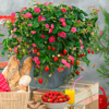 Picture of Jordgubbsplanta Rose 'Toscana'