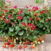 Picture of Jordgubbsplanta Summer Breeze Rose