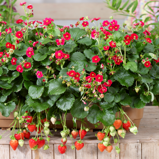 Picture of Jordgubbsplanta Summer Breeze Rose