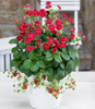 Picture of Jordgubbsplanta Summer Breeze Rose