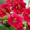 Picture of Jordgubbsplanta Summer Breeze Rose