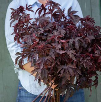 Picture of Hibiscus Mahogany Splendor