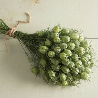 Picture of Nigella Green Pod