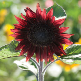 Picture of Helianthus Procut Red