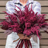 Picture of Amaranthus Velvet Curtains