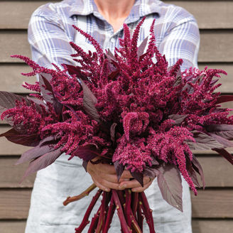 Picture of Amaranthus Velvet Curtains