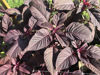 Picture of Amaranthus Velvet Curtains