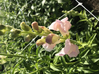 Picture of Antirrhinum Costa Silver