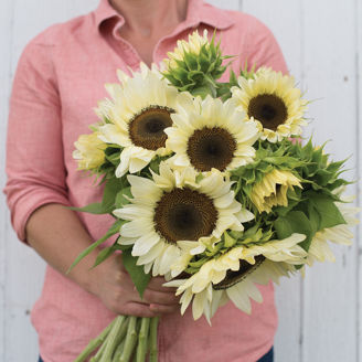 Picture of Helianthus Procut White Nite