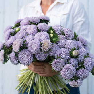 Picture of Callistephus Lady Coral Lavender