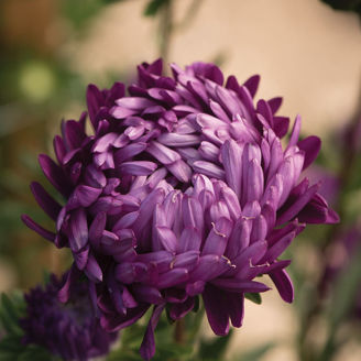 Picture of Callistephus Tower Violet